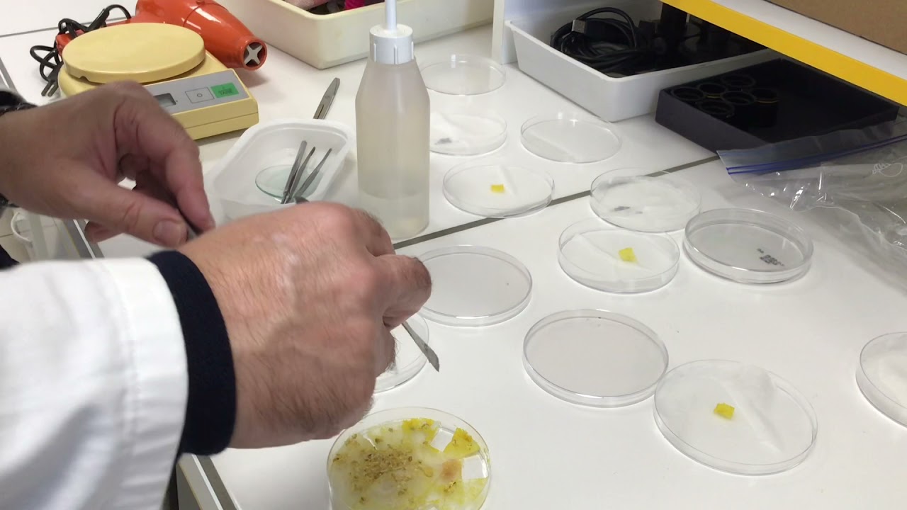 Tuto pour obtenir des sclérotes de blob