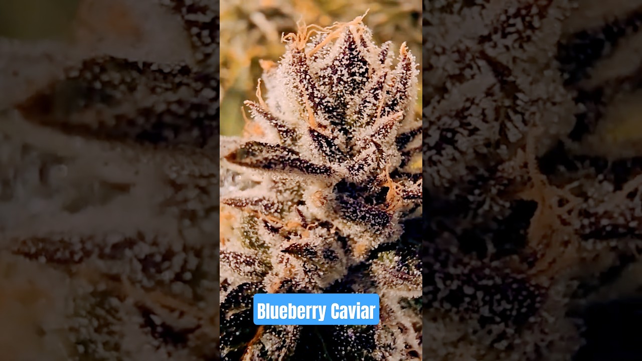 Blueberry Caviar