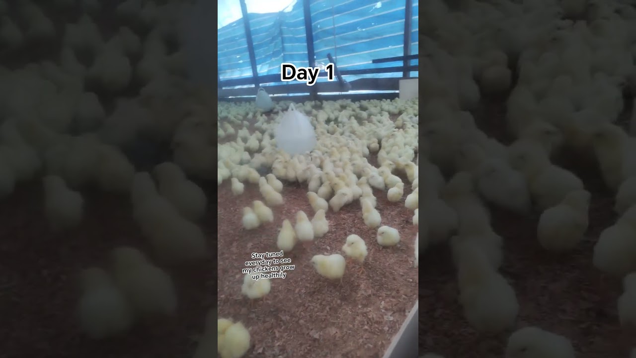 Day 1 my baby chicks arrive ✅🐥🐤🐣 