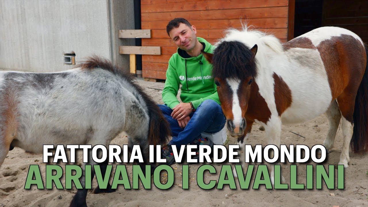 I nostri Miniature Horse Mario e Speranza tornano a casa