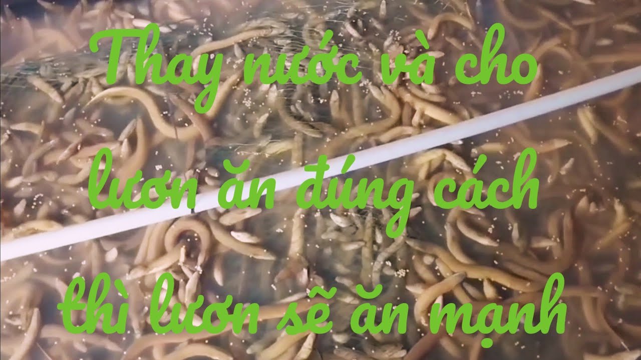 Lươn ăn mạnh nếu chăm sóc đúng cách