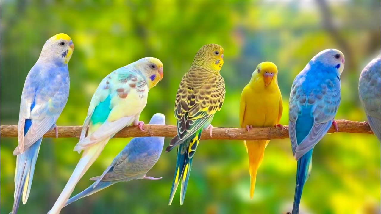 Beautiful Colorful Budgies | Pet Parakeets Singing & Chirping in Cage