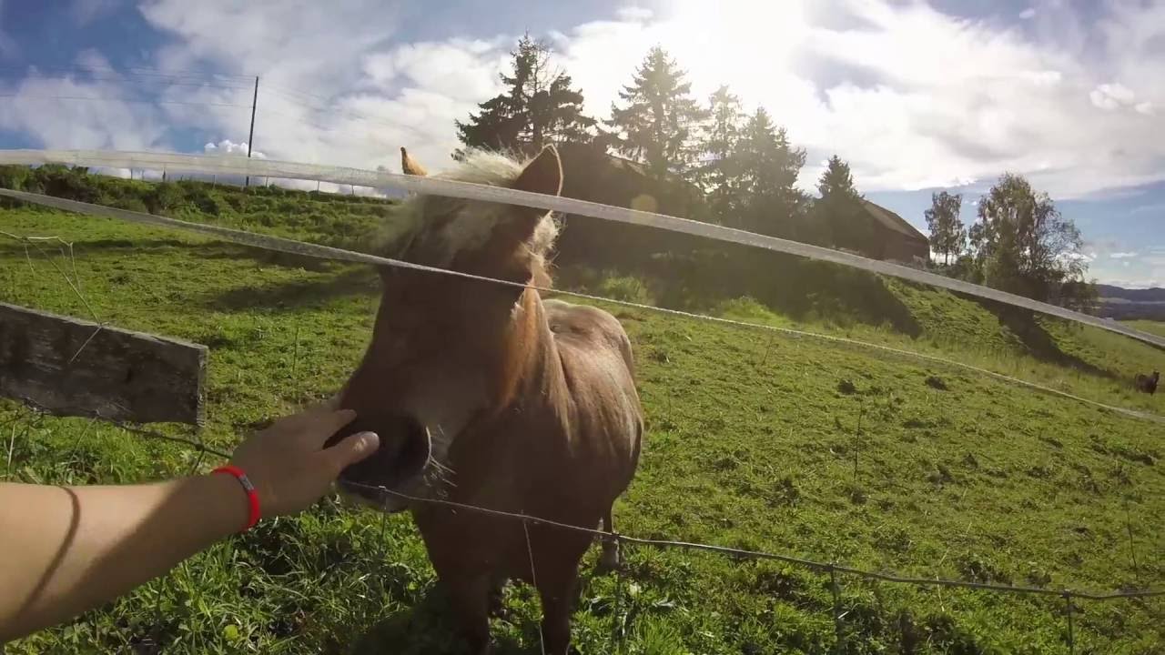 WWOOF Norway -- Arstun Gård | GoPro |
