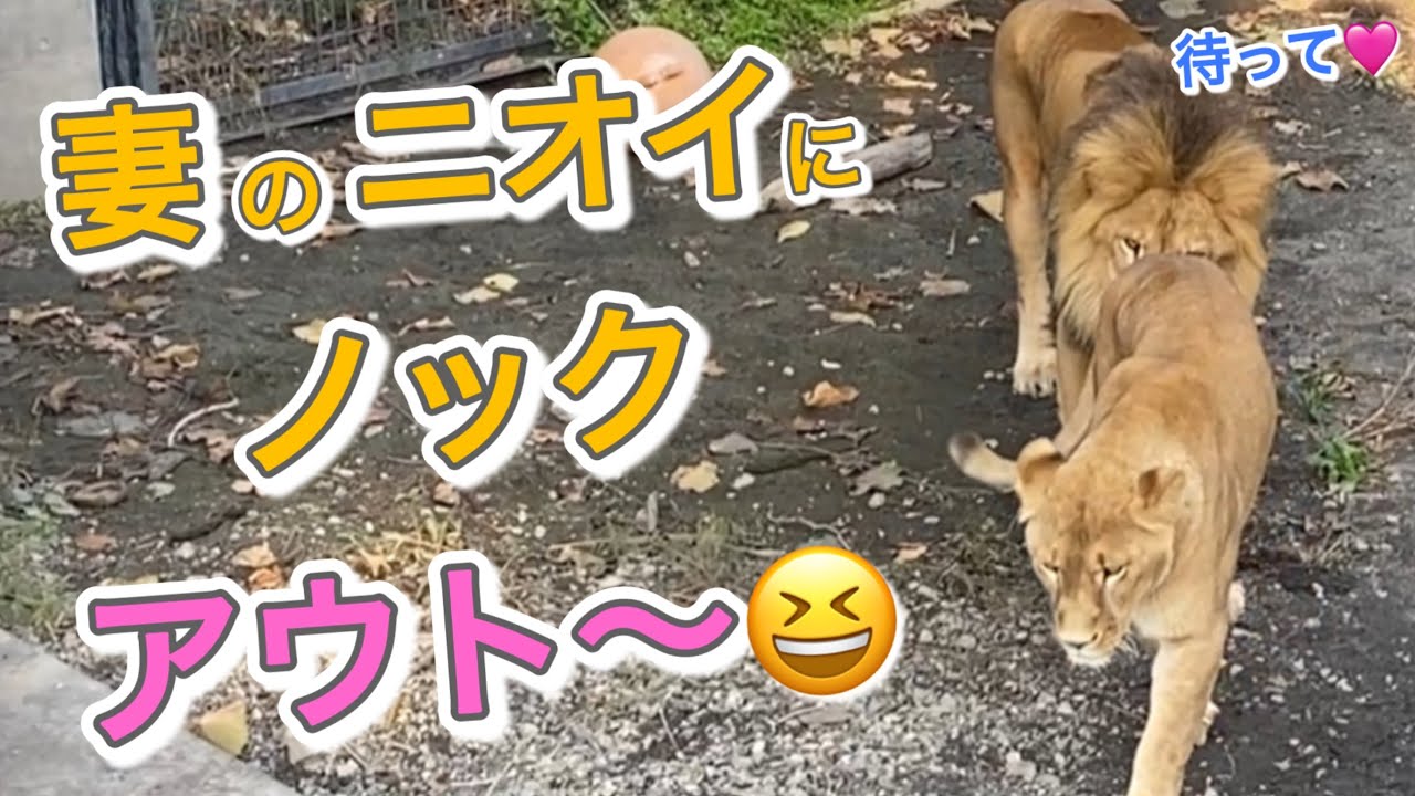 《旭山ライオン＆トラ》最強で最高の妻⁉︎夫そして娘までを虜にする妻、母イオの実態とは？オリトイオ＆ザリアファミリー/vol694.Strongest&Best Lion Wife&Tiger life