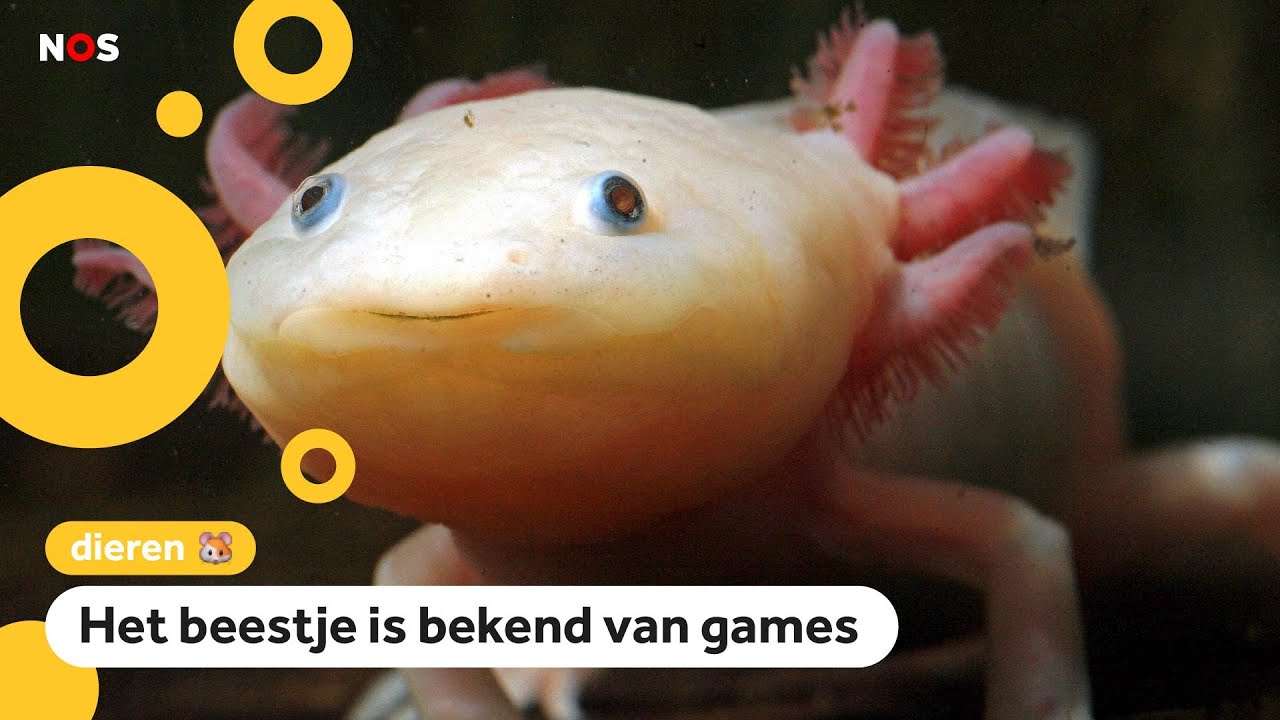 Het gaat niet goed met de axolotl