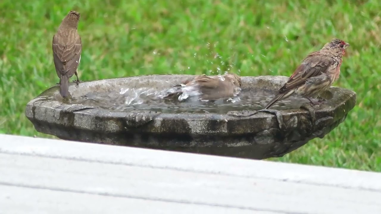 Summer Sights | Bird Bath Watching