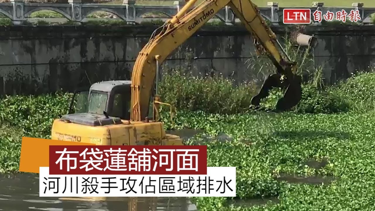 「綠色地毯」舖滿河面 河川殺手布袋蓮攻佔區域排水