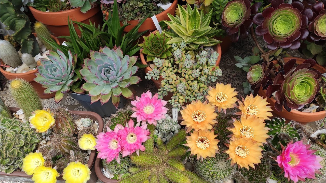 #Um mês depois do granizo... surpreendente !  Muitas flores encantadoras 🌵🍀💖🍀🌵💖