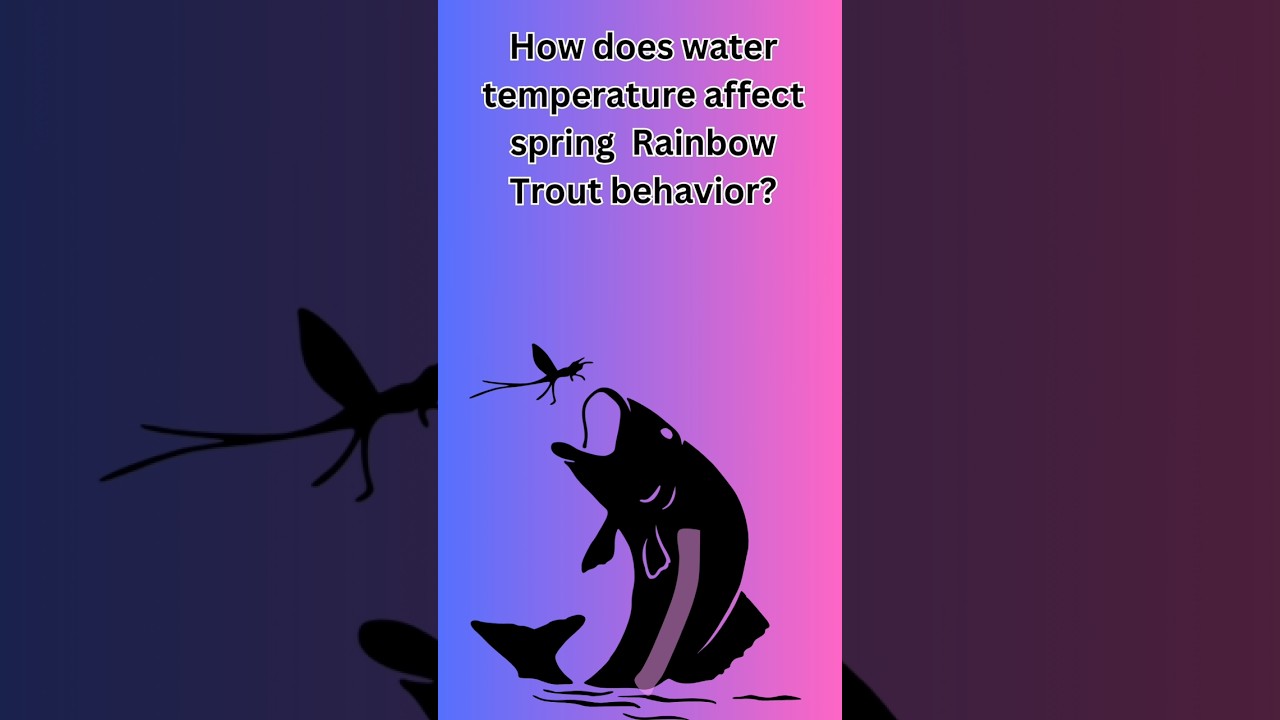 How does water temperature affect spring Rainbow Trout behavior?