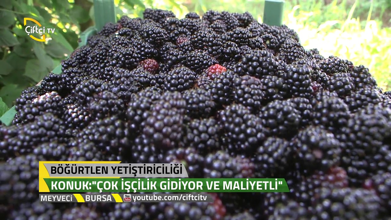 Meyveci - böğürtlen Yetiştiriciliği - Bursa - Böğürtlen Ekimi, Hasadı Ve Bakımı.