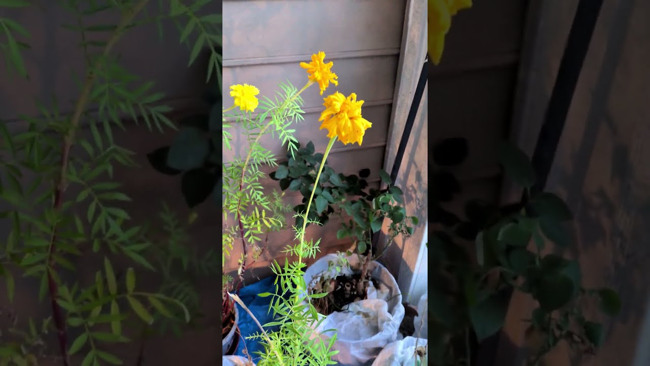 Winter Patio Garden Tour | Container Plants, Crossandra, Jasmine, Hibiscus & Cozy Outdoor Space