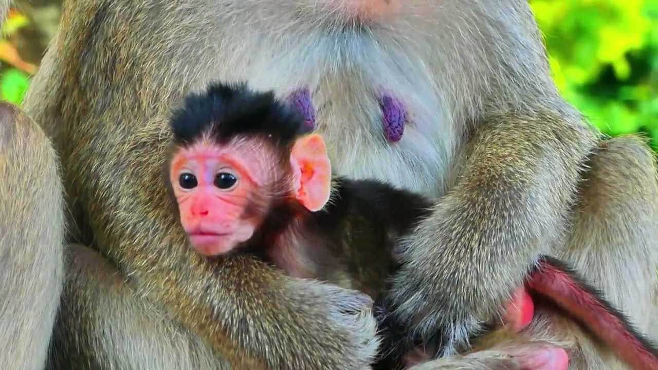 Bad Action! Adorable Newborn Got So Scared...!