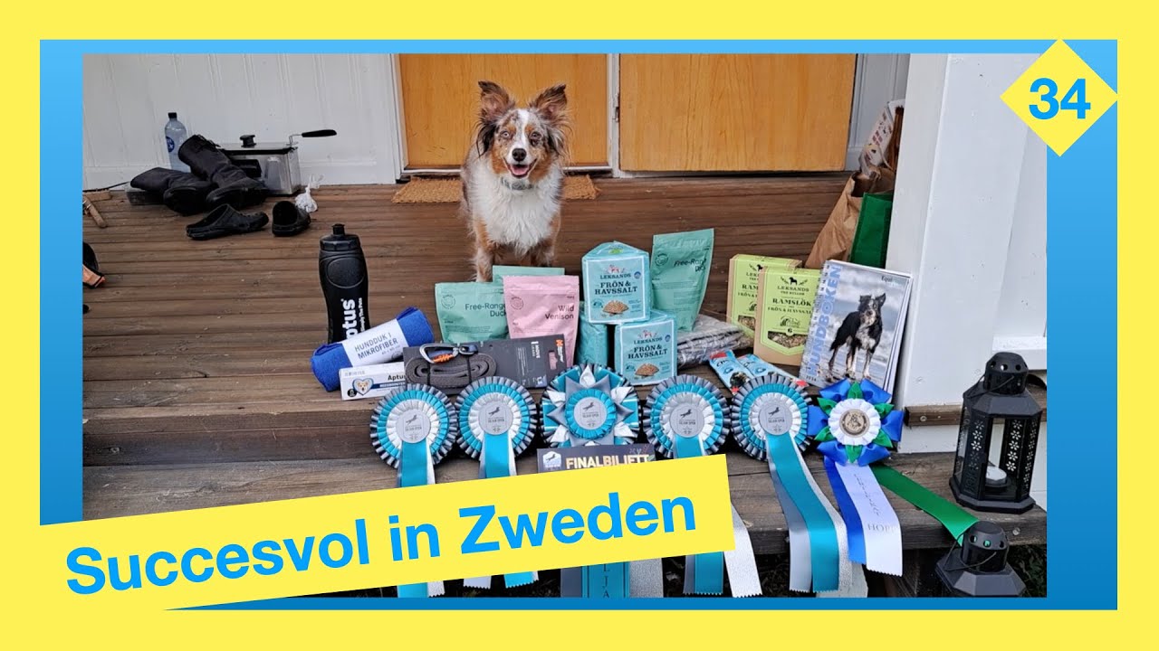 De plannen met de gastenstuga & succesvolle honden! -  Vlog 34