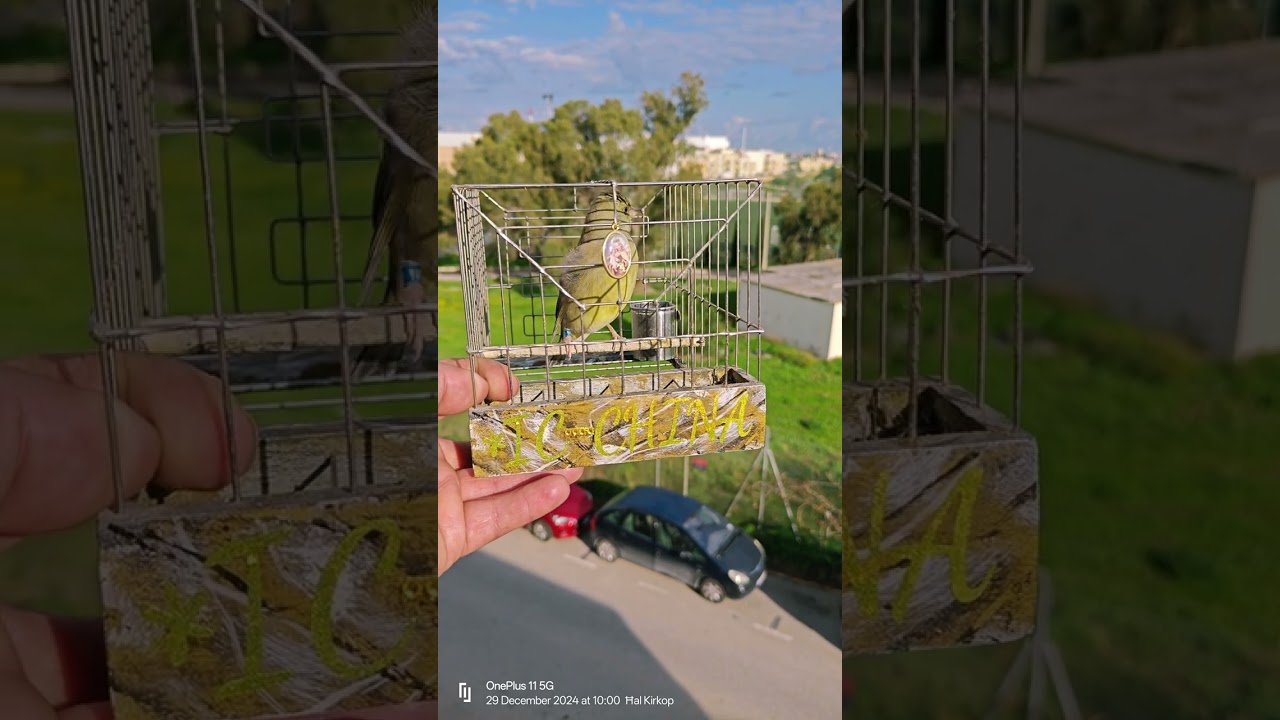 #Greenfinch singing Virdun 🌟 CHINA 🌟🚀💚💛🤍🧿🏆