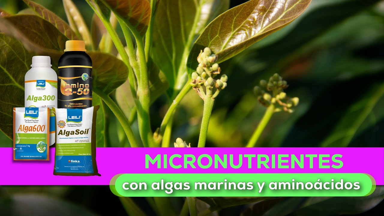 Nutrición ideal en cultivo de Palta Hass🥑
