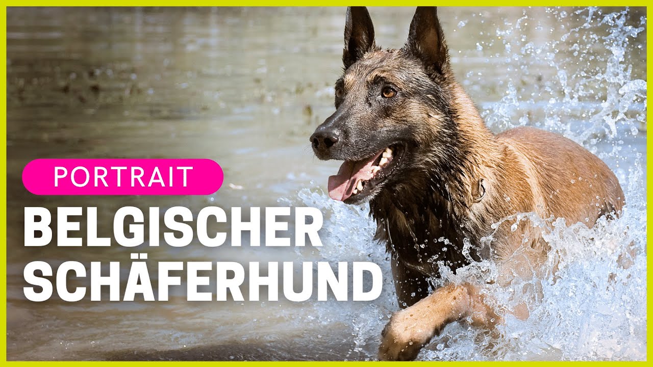 BELGISCHER SCHÄFERHUND | Rasseportrait | Charakter & Haltung