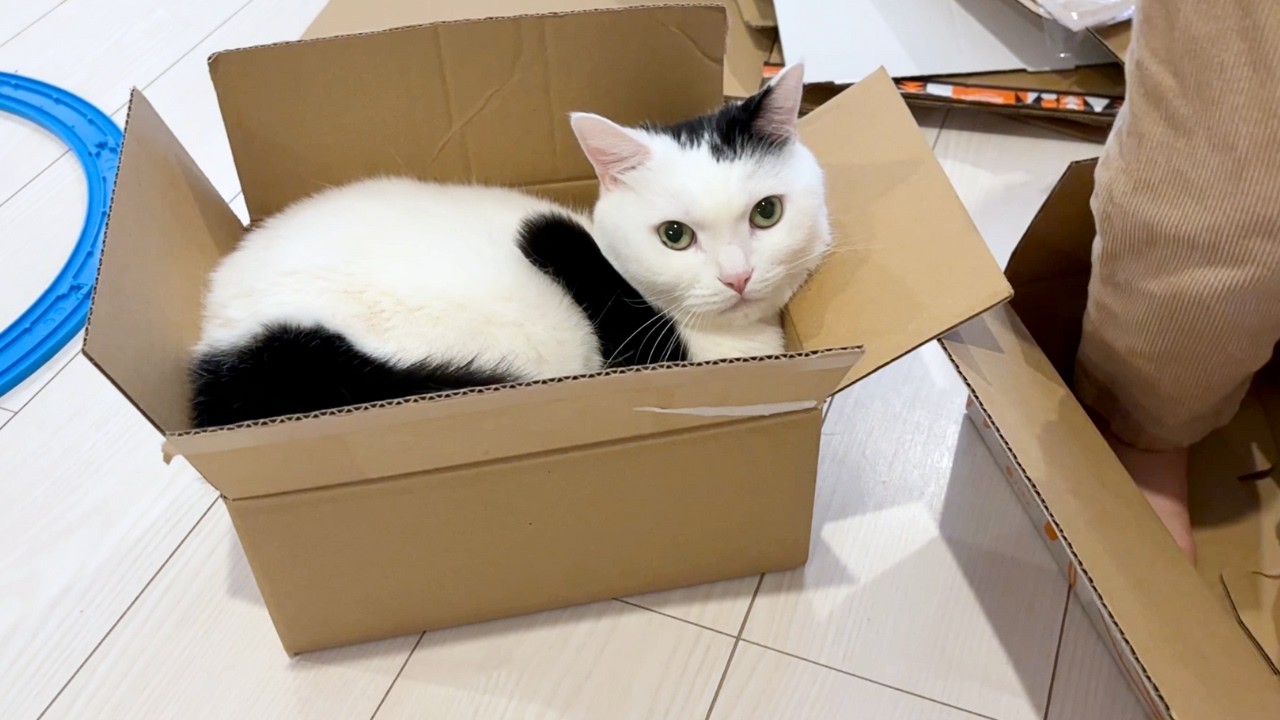 段ボールを捨てる日、猫は段ボールから出てこなくなります