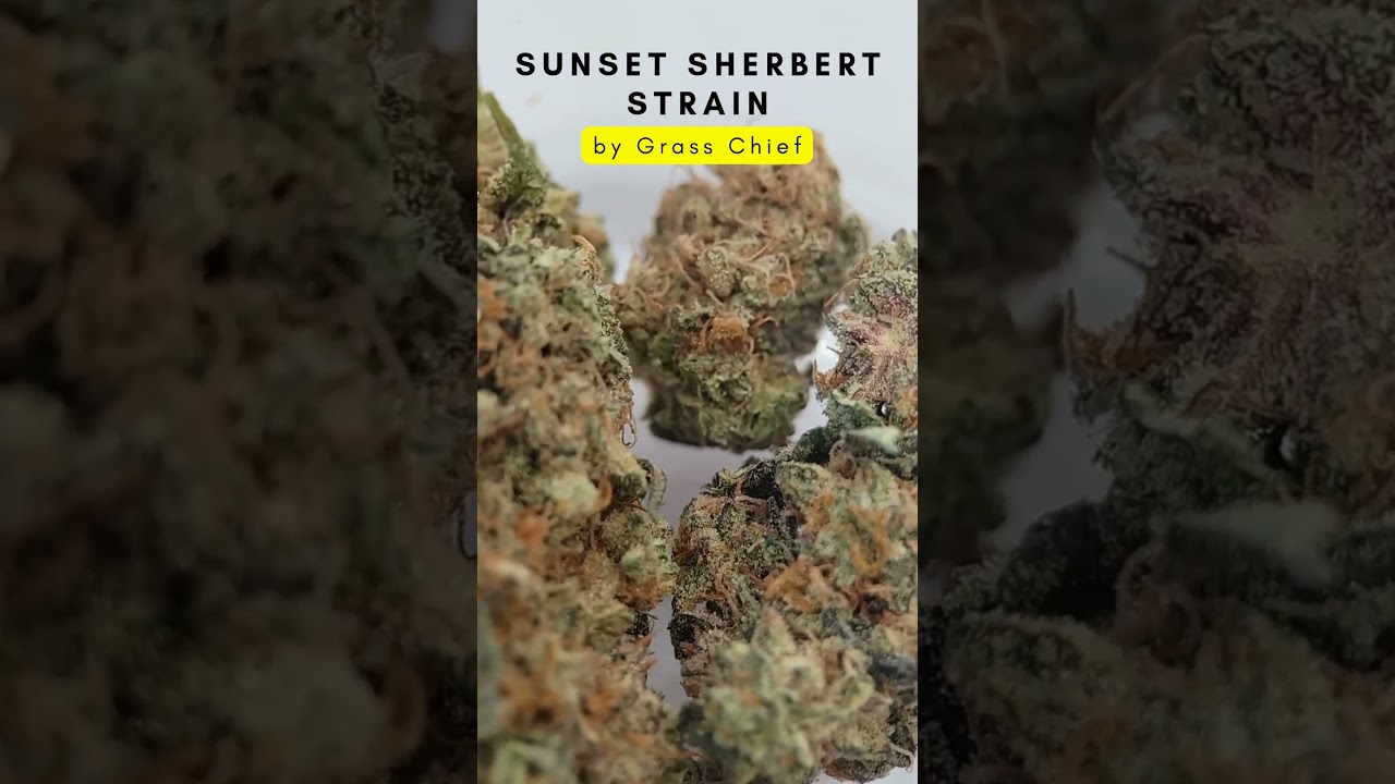 🌅 Sunset Sherbert Smalls Strain Review | Sweet, Creamy & Euphoric