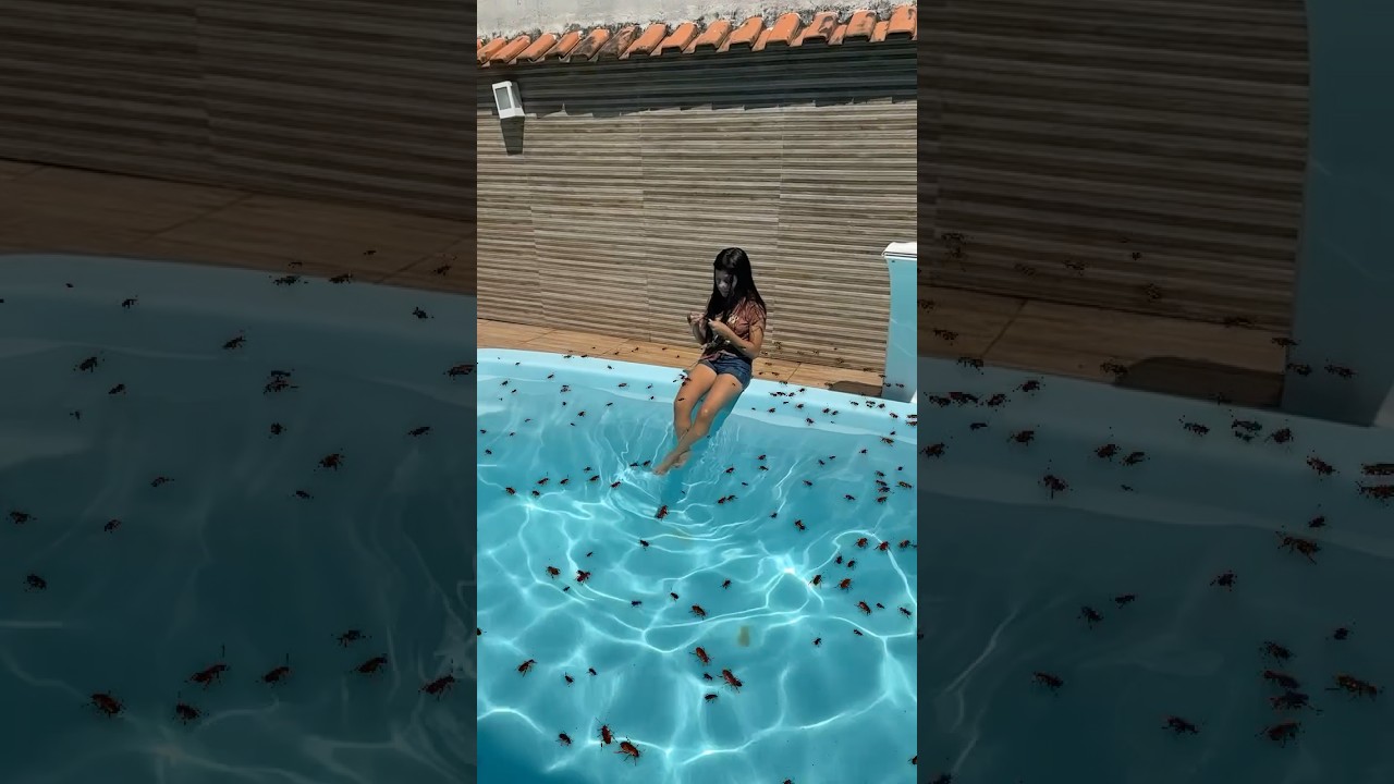 PISCINA COM BARATAS 🪳 