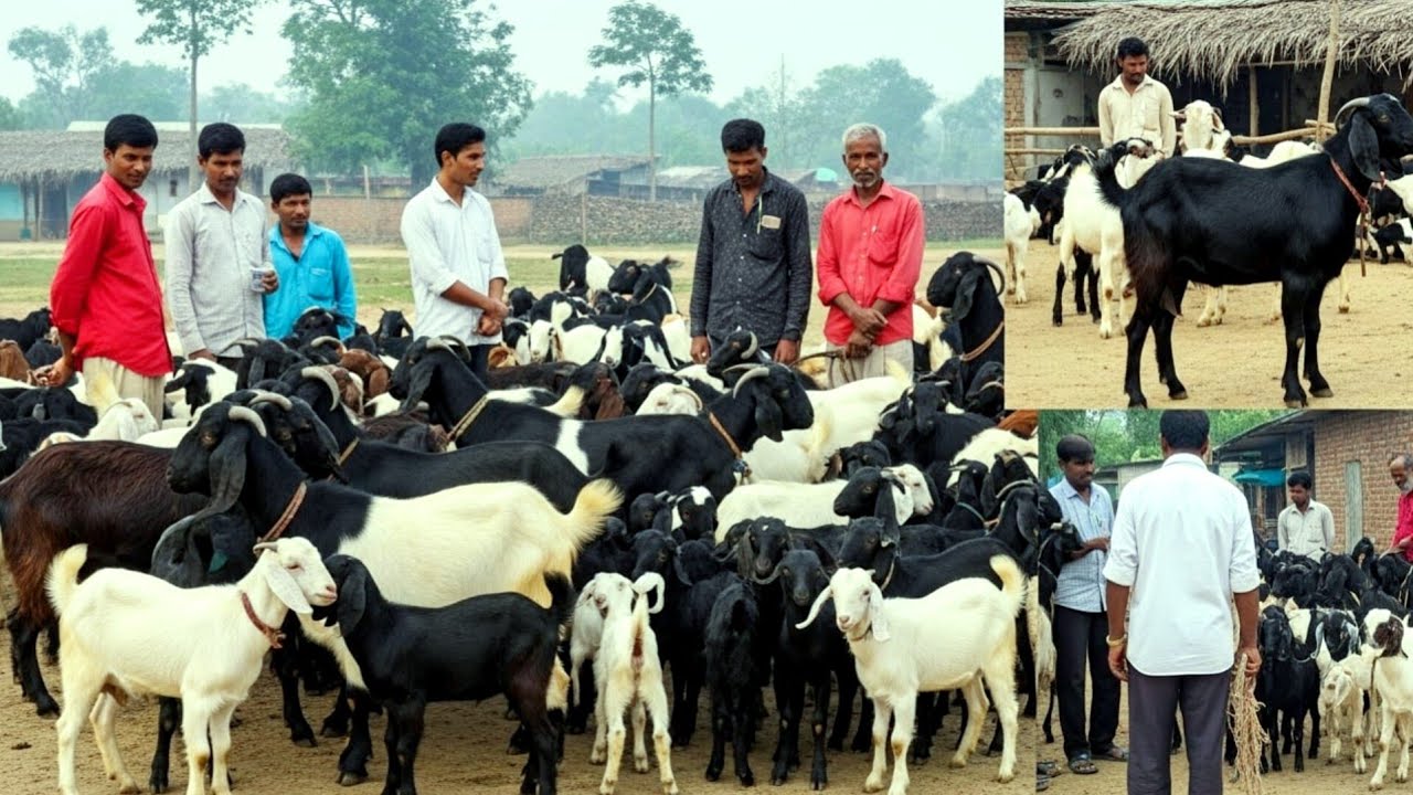 দেশি ছাগলের মেলা!কাহারোল দিনাজপুর || village market in Bangladesh 