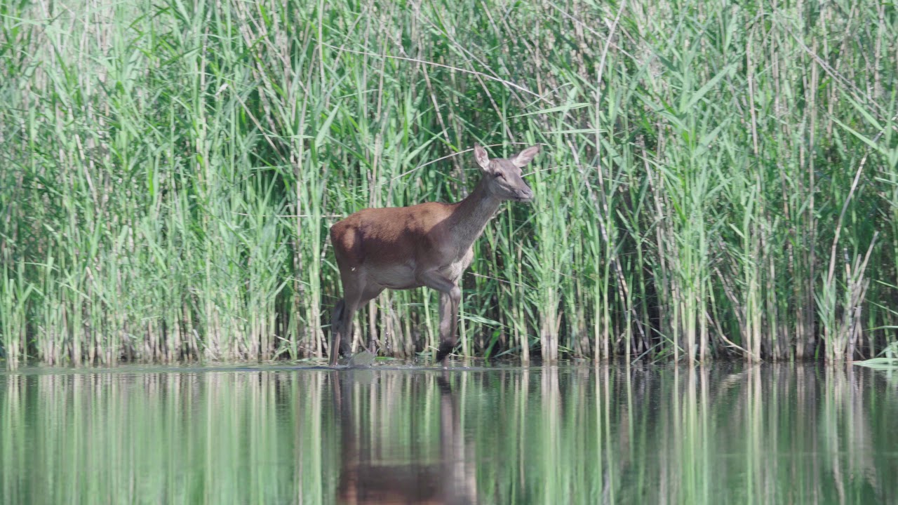 Wildtiere beobachten - Ein Morgen bei Rotwild, Fuchs und Co.