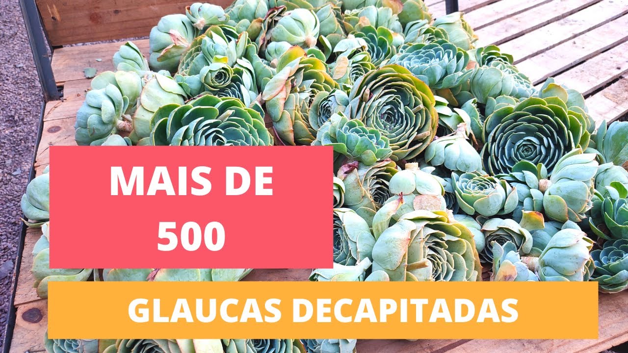 ( MAIS DE 500 GLAUCAS ) VEJA PORQUE TIVEMOS DE DECAPITAR!!