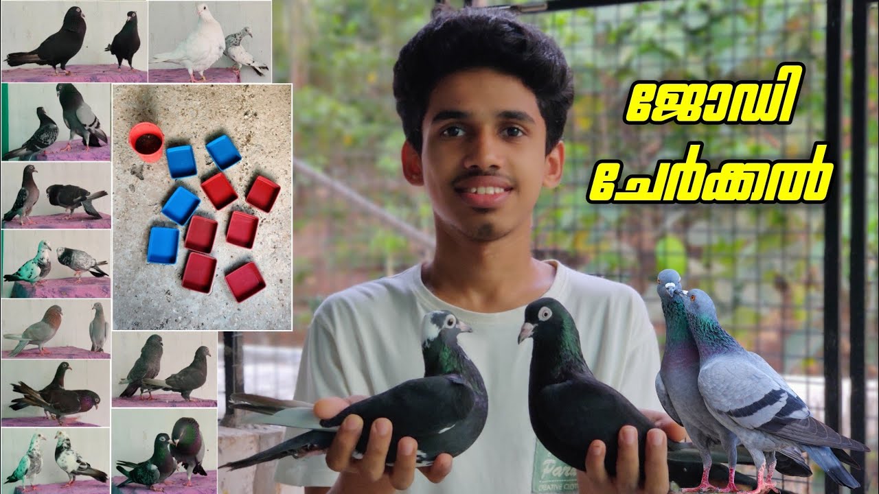 ജോഡി ചേർക്കൽ..🕊️ | പറത്താനുള്ള പുതിയ കുഞ്ഞന്മാരെ ഇറക്കാനുള്ള സമയം ആയി.. 🐣 | Sinan CT ❤️