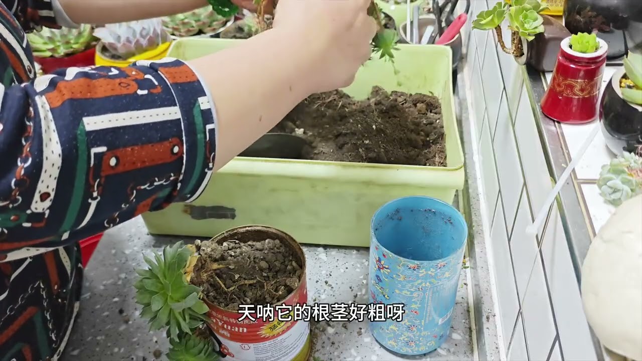 神奇的四角形仙人球#室内植物多肉Magical Four cornered Fairy Ball # Indoor Plant Succulent