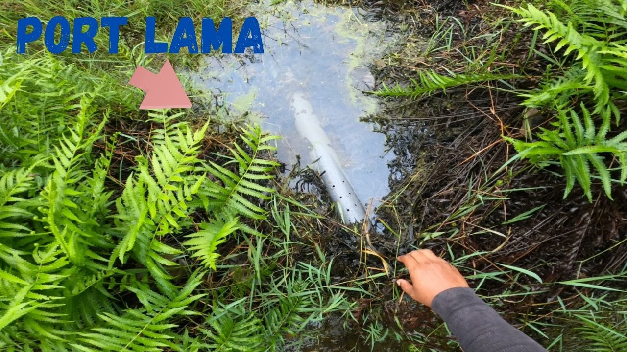 Ketahui lah , Ini Adalah Spot Belut Yang Paling Mantap