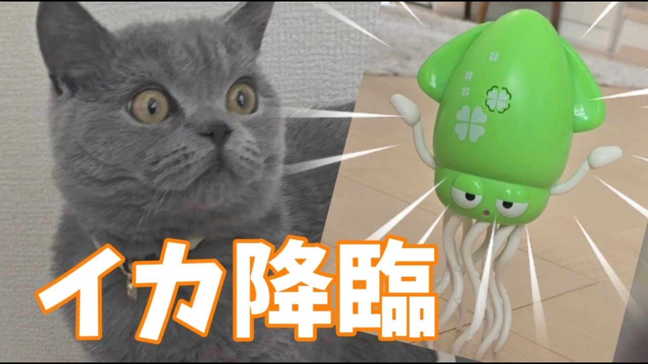イカのおもちゃ降臨＃イカのおもちゃ#ブリティッシュショートヘアー #猫好きさんと繋がりたい