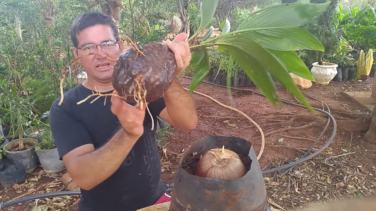 COCO ANÃO PRODUZINDO COM DOIS ANOS E MEIO #CultivodePlantas