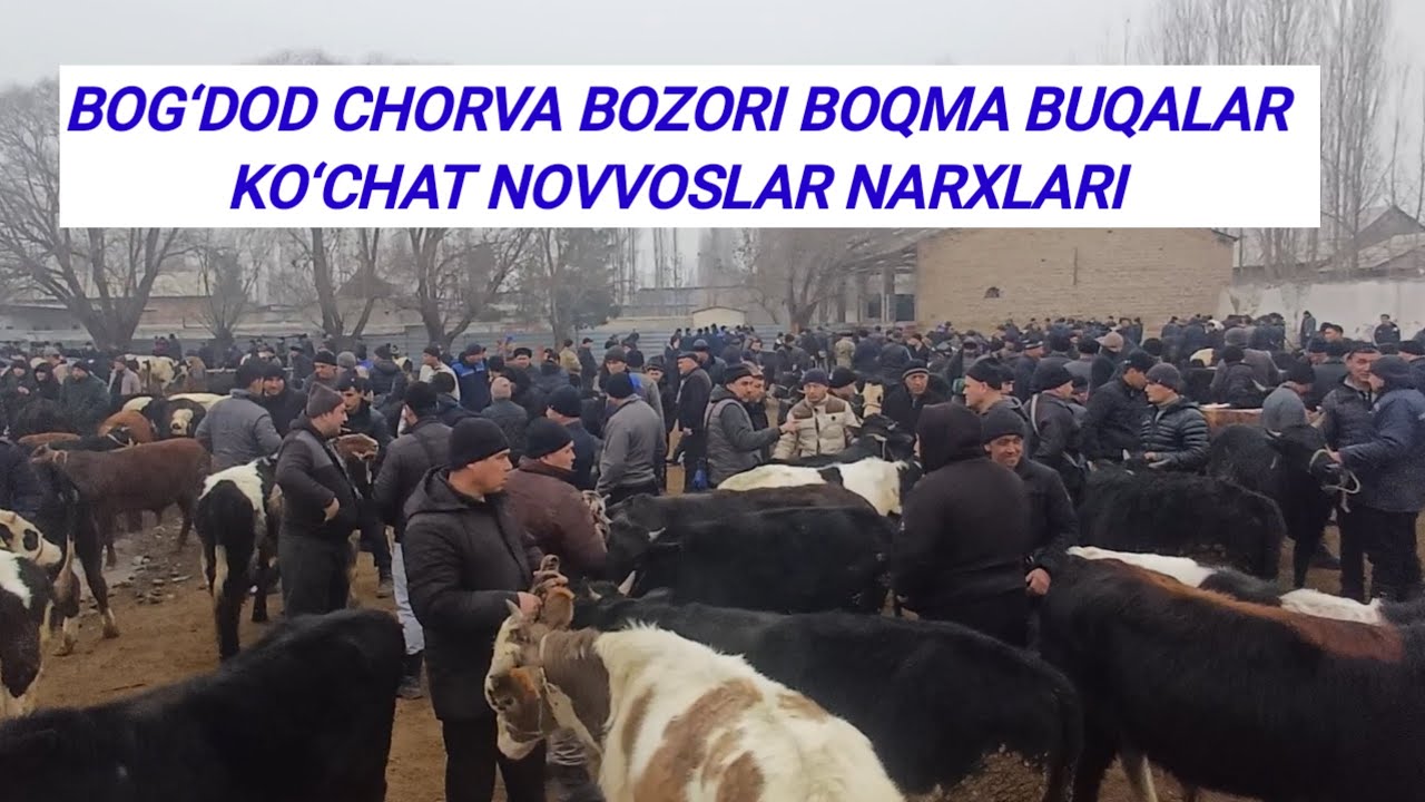 BOG‘DOD CHORVA BOZORI BARAKALAR KO‘P BO‘LDI BUGUN ALBATTA KO‘RING 12.02.2026 💯🔥🫵🫡👍