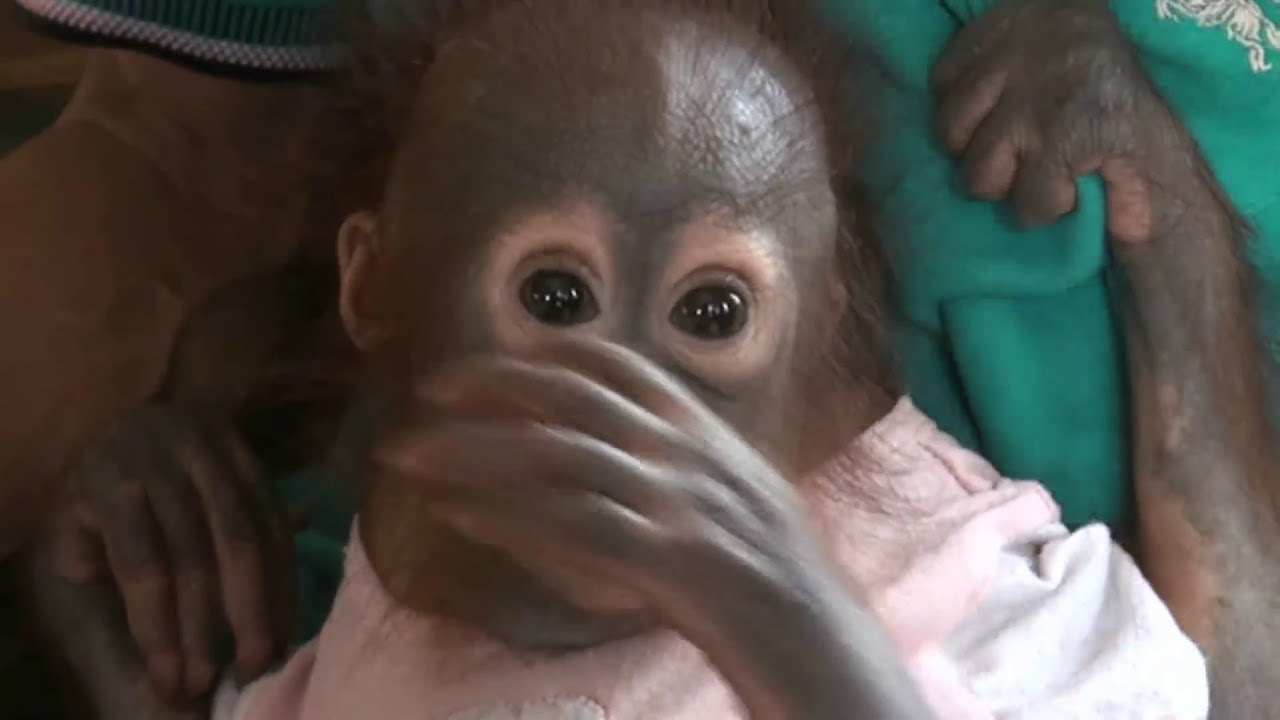 Bayi orangutan Unyuk yang Lucu #trending