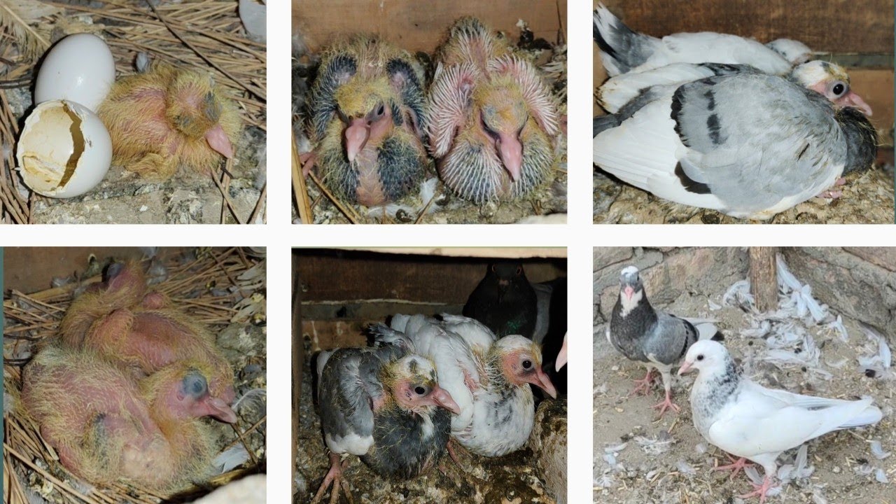 Рост голубей за день. Прогресс от 1 до 30 дней. Эпизод 18 ||Автор: Мухаммед Исмаил, голуби