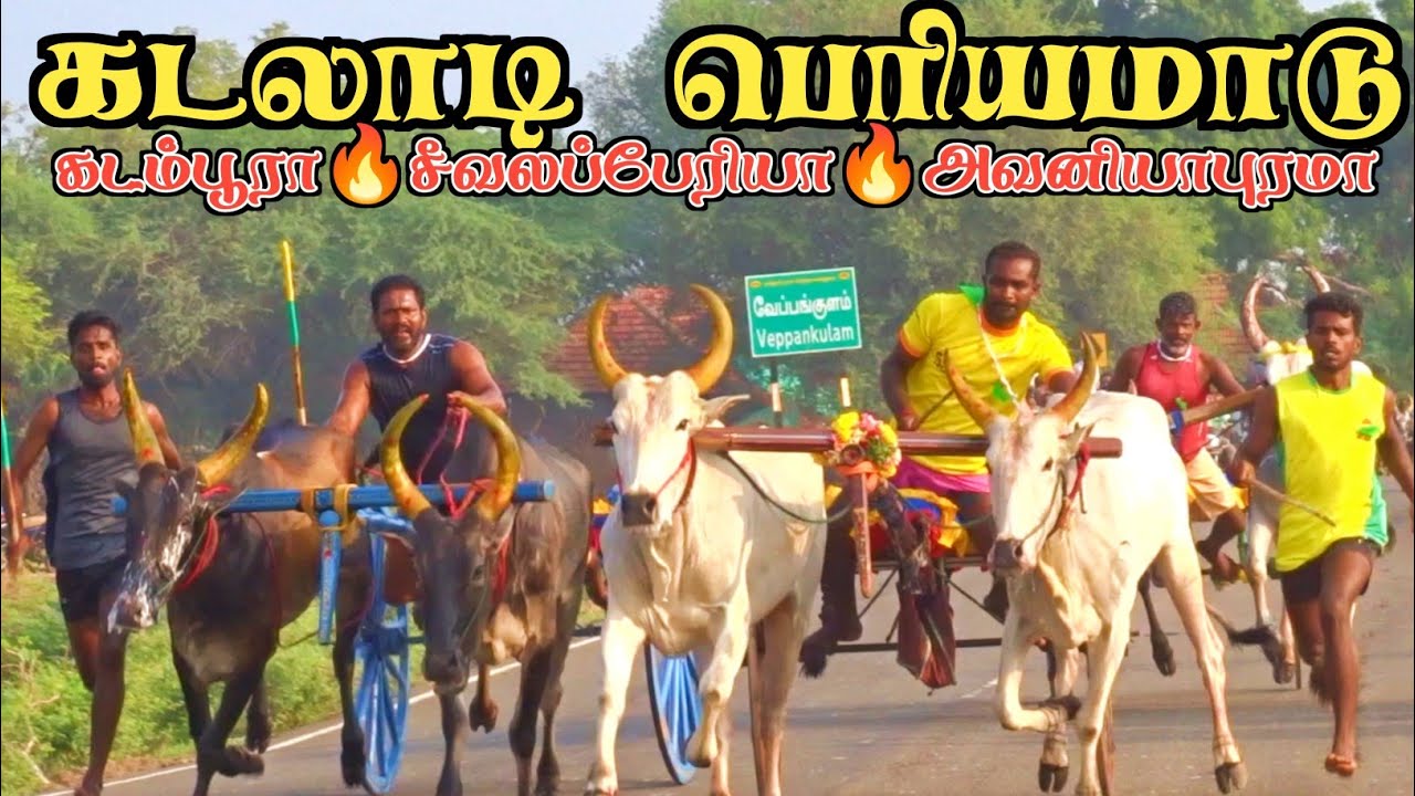 1 கடலாடி பந்தயம் 28.10.2023