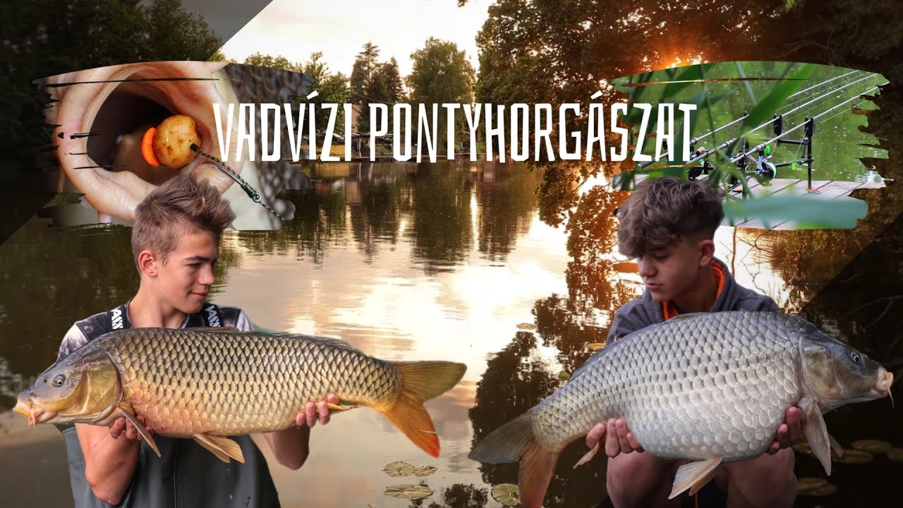 Kákafoki pontyok | VADVÍZI horgászat