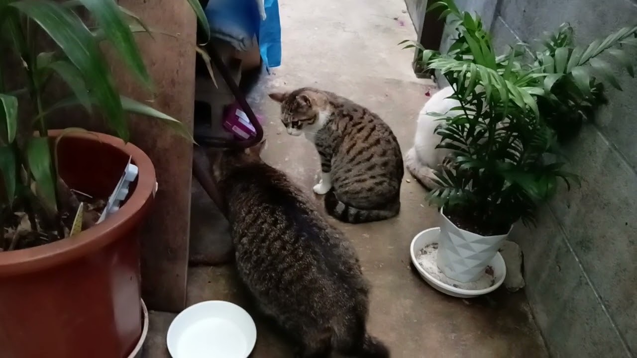 2026年2月27日朝7:15amの猫たち