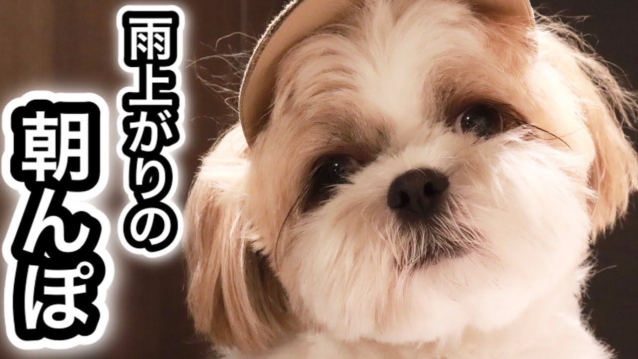 雨上がりに朝5時からのモーニングルーティーン【シーズー】 / Shih Tzu went for a walk after the rain from 5am.