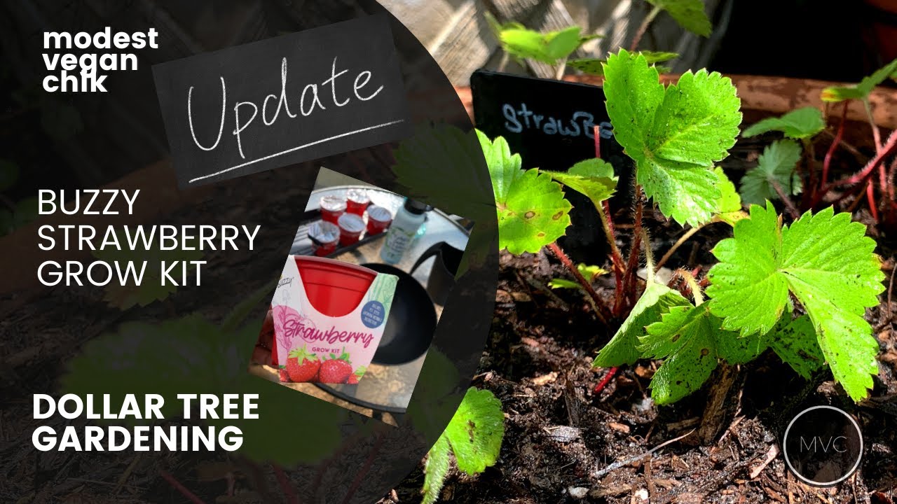 Dollar Tree Strawberry Buzzy Grow Kit Update