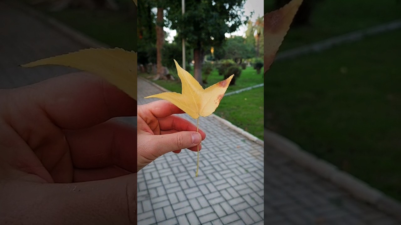 Вы 100% не знаете название этого растения 