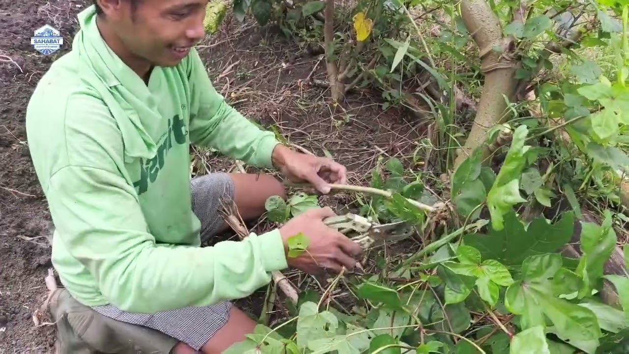 369 BATANG BIBIT SINGKONG PAPUA SIAP TANAM.....PENGEN BELI HANYA RP.500/BTG
