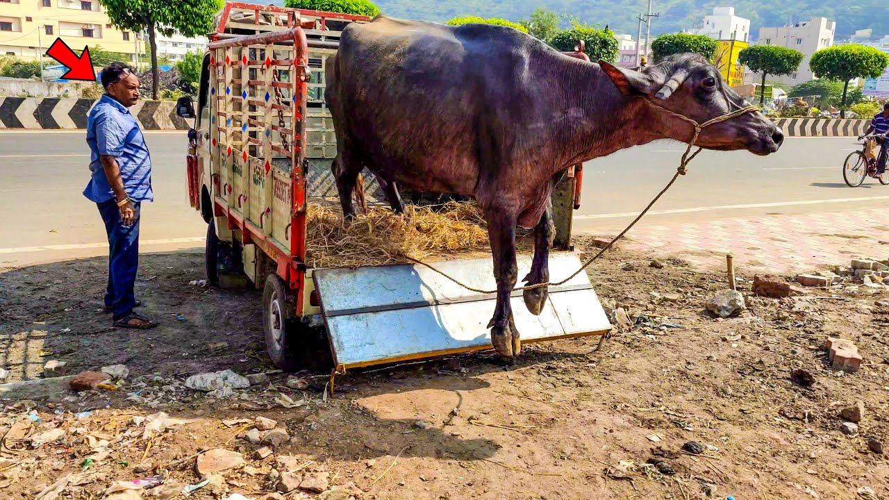 Buffalo Unloading on Mini Truck