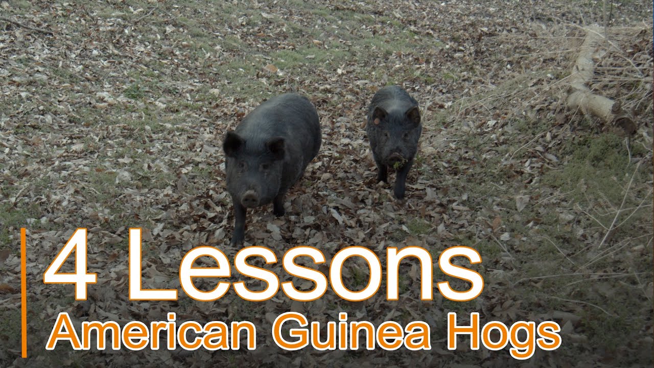 4 American GUINEA HOG Lessons  || Learned On The Farm