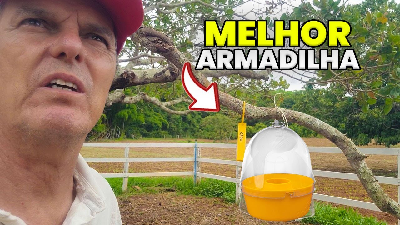 A FORMA CORRETA de FAZER ARMADILHA para MOSCAS DAS FRUTAS !