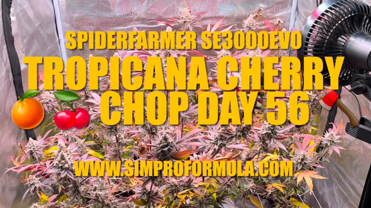 SpiderFarmer SE3000EVO Grow Light Tropicana Cherry Chop Day 56 @simproformula4640