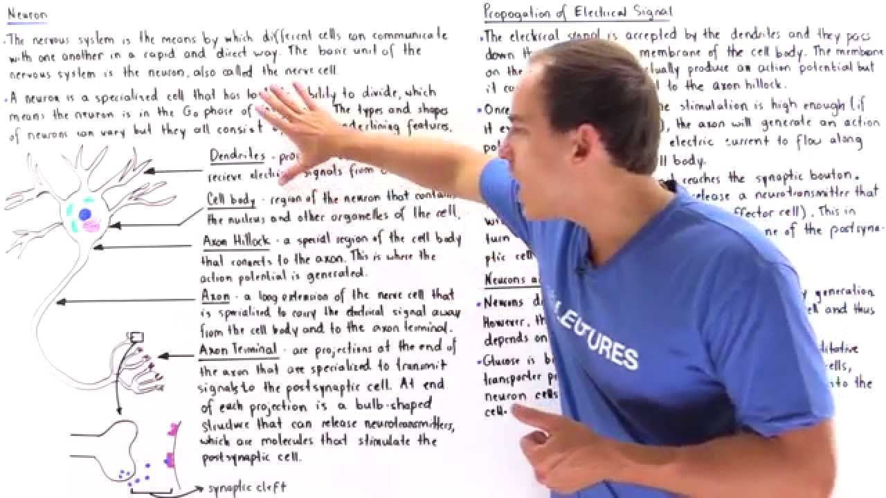 Neuron Structure and Function