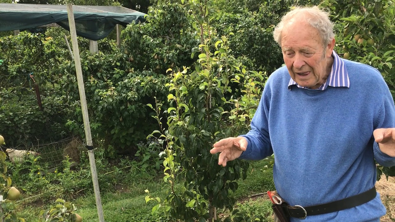 What to look for when buying fruit trees