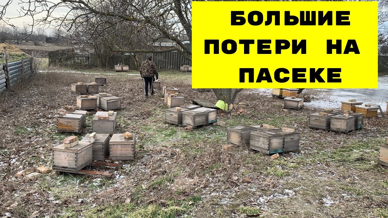 Шестое февраля большие потери на пасеке. Сложная зимовка
