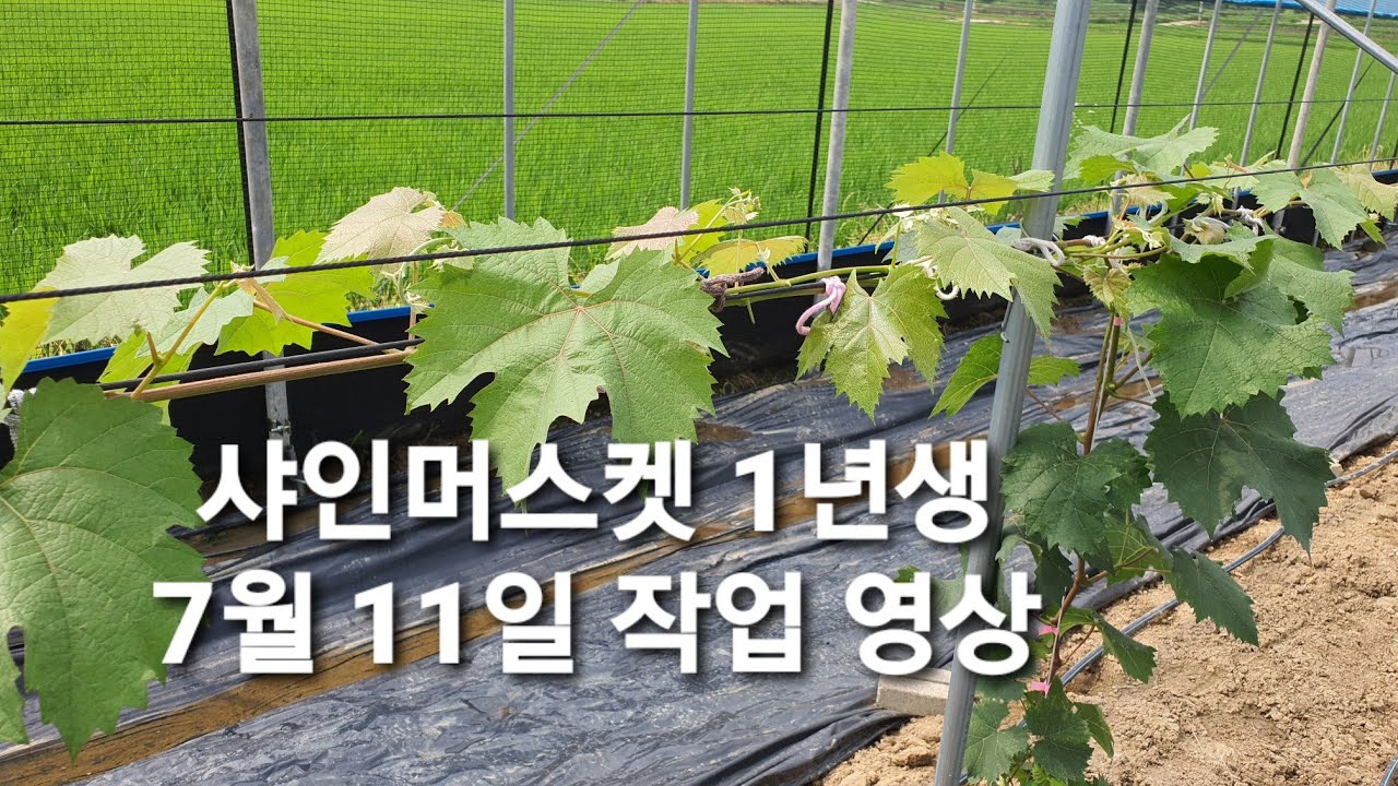 포도(샤인머스켓)농사 1년차! 식재 후 98일 작업 영상 (주간 절단 높이별 비교, 나무별 자람새에 따른 부초 적심, 휘묻이 )