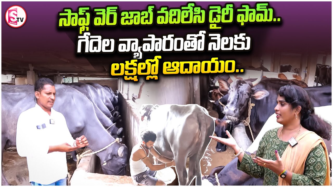 గేదెల వ్యాపారంతో నెలకు లక్షల్లో ఆదాయం..|| Dairy Farm || Milk || @sumantvkandukur